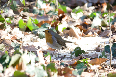 Erithacus rubecula