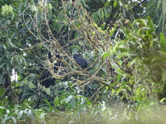 Cephalopterus ornatus