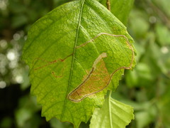 Lyonetia clerkella
