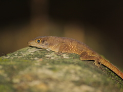 Anolis compressicauda
