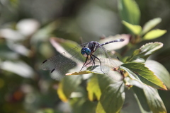 Micrathyria hypodidyma
