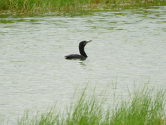 Nannopterum brasilianum
