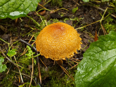 Lacrymaria pyrotricha