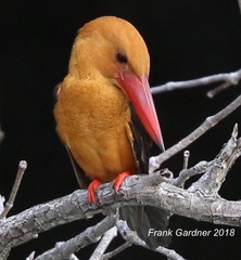 Pelargopsis amauroptera