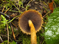 Lacrymaria pyrotricha