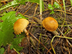 Lacrymaria pyrotricha