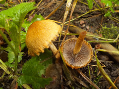 Lacrymaria pyrotricha