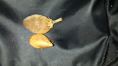Capurodendron perrieri