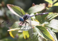 Micrathyria hypodidyma