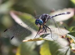 Micrathyria hypodidyma