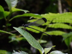 Polythoridae