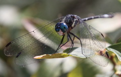 Micrathyria hypodidyma