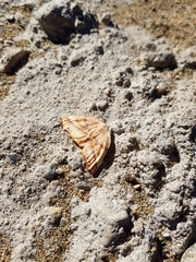 Syncirsodes hyadesii