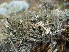 Cladonia crispata