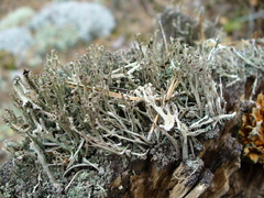 Cladonia crispata