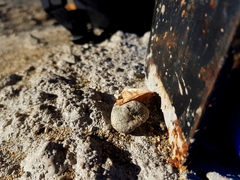 Syncirsodes hyadesii