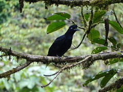 Cephalopterus ornatus