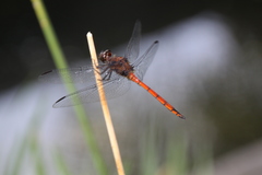 Orthemis ambinigra