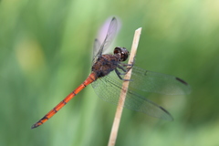 Orthemis ambinigra