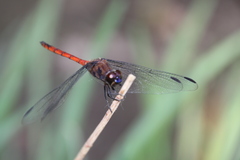 Orthemis ambinigra