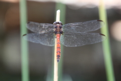 Orthemis ambinigra