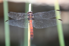 Orthemis ambinigra