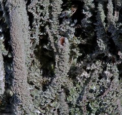 Cladonia glauca
