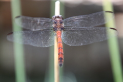 Orthemis ambinigra