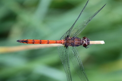 Orthemis ambinigra