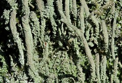 Cladonia glauca
