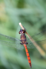 Orthemis ambinigra