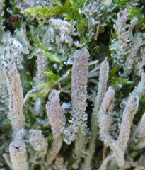 Cladonia glauca