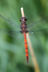 Orthemis ambinigra