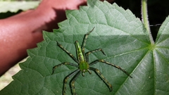 Peucetia madagascariensis