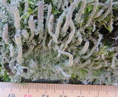 Cladonia glauca