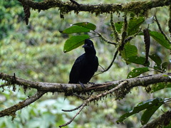 Cephalopterus ornatus