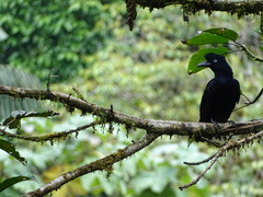 Cephalopterus ornatus