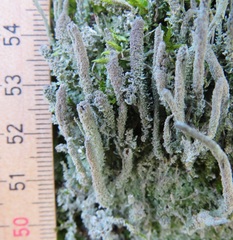 Cladonia glauca
