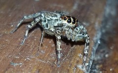 Asaphobelis physonychus