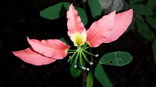 Bauhinia madagascariensis, photograph 1