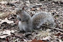Sciurus carolinensis