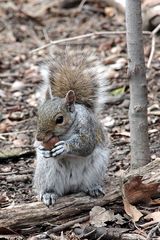 Sciurus carolinensis