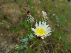 Malacothrix coulteri