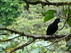 Cephalopterus ornatus