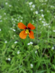 Papaver heterophyllum