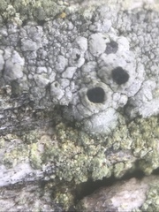 Pseudothelomma occidentale