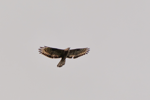 Abejero europeo (Pernis apivorus)
