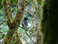 Cephalopterus ornatus