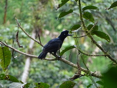 Cephalopterus ornatus