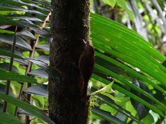 Xiphorhynchus triangularis